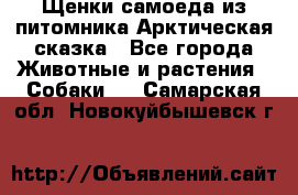 Щенки самоеда из питомника Арктическая сказка - Все города Животные и растения » Собаки   . Самарская обл.,Новокуйбышевск г.